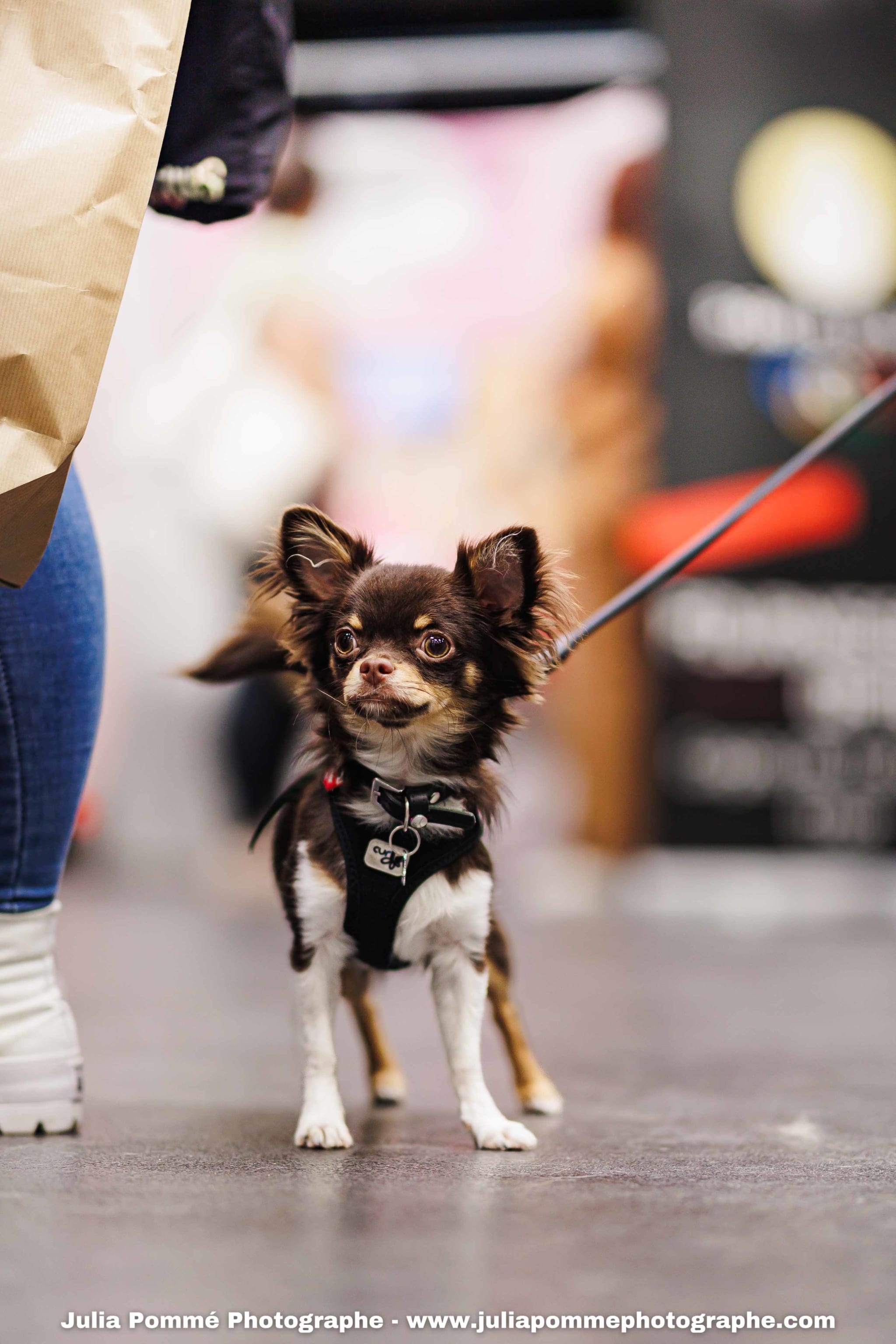 Photo du salon 2025 par Julia Pommé Photographe.