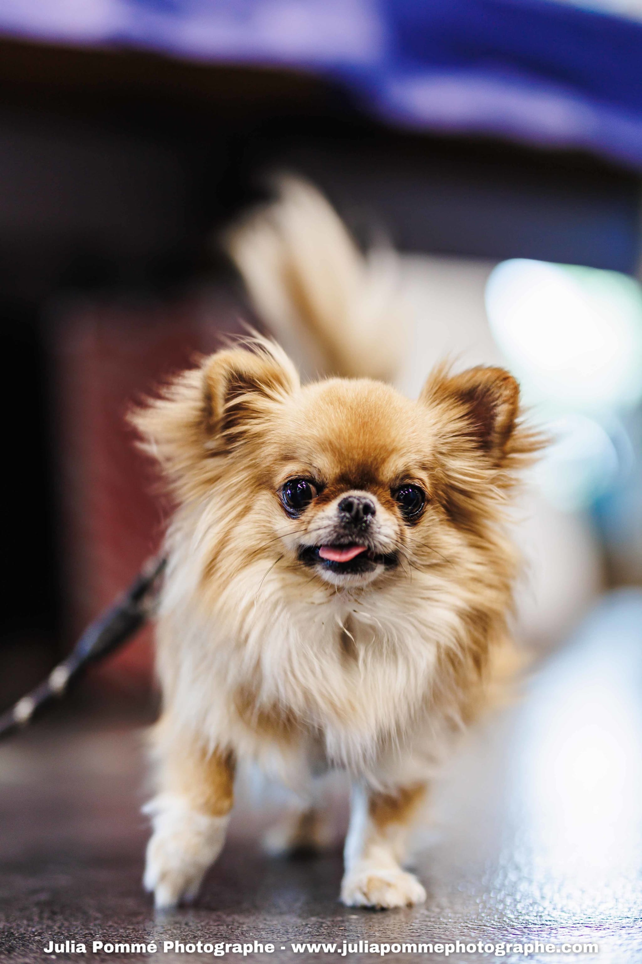 Photo du salon 2025 par Julia Pommé Photographe.