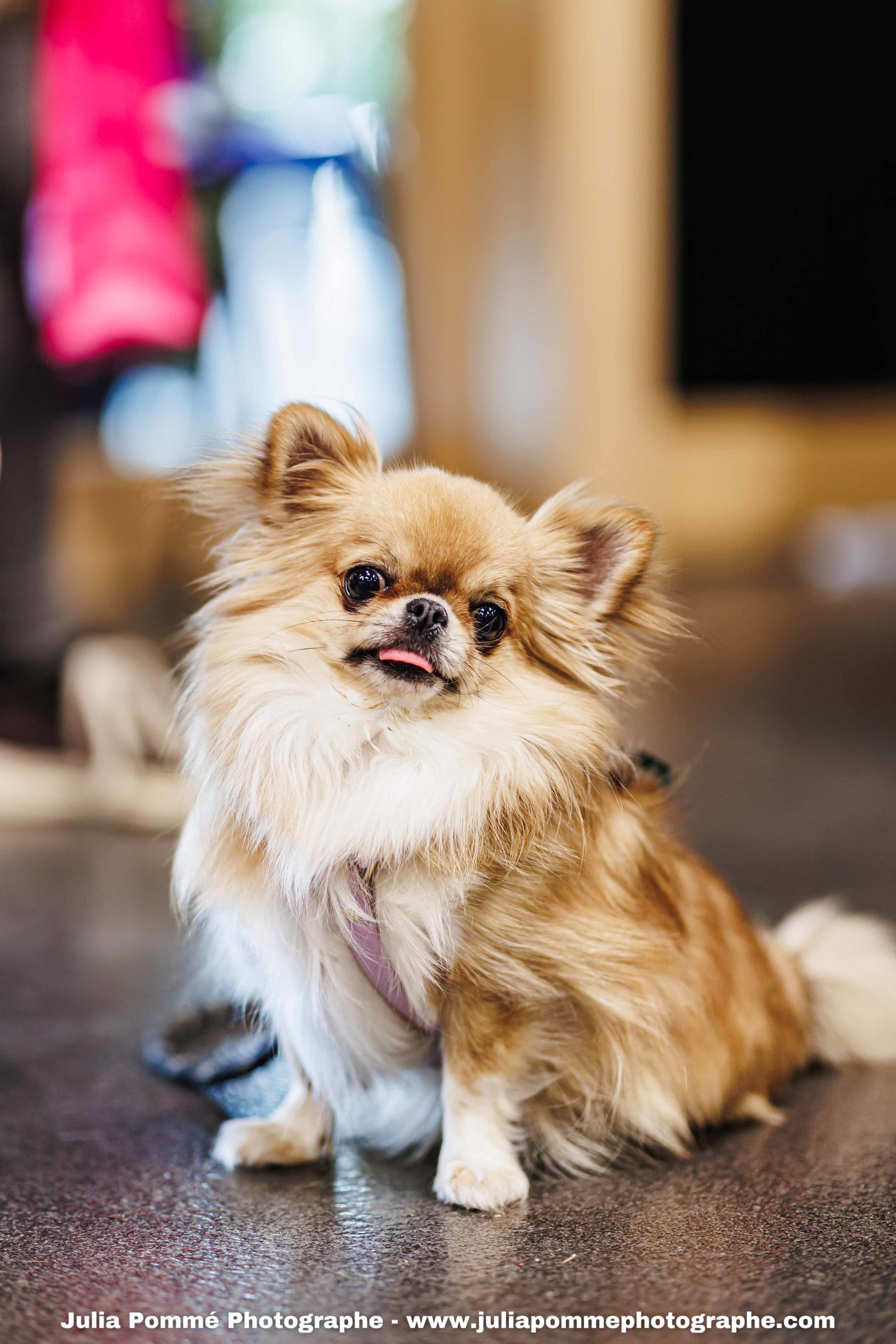 Photo du salon 2025 par Julia Pommé Photographe.