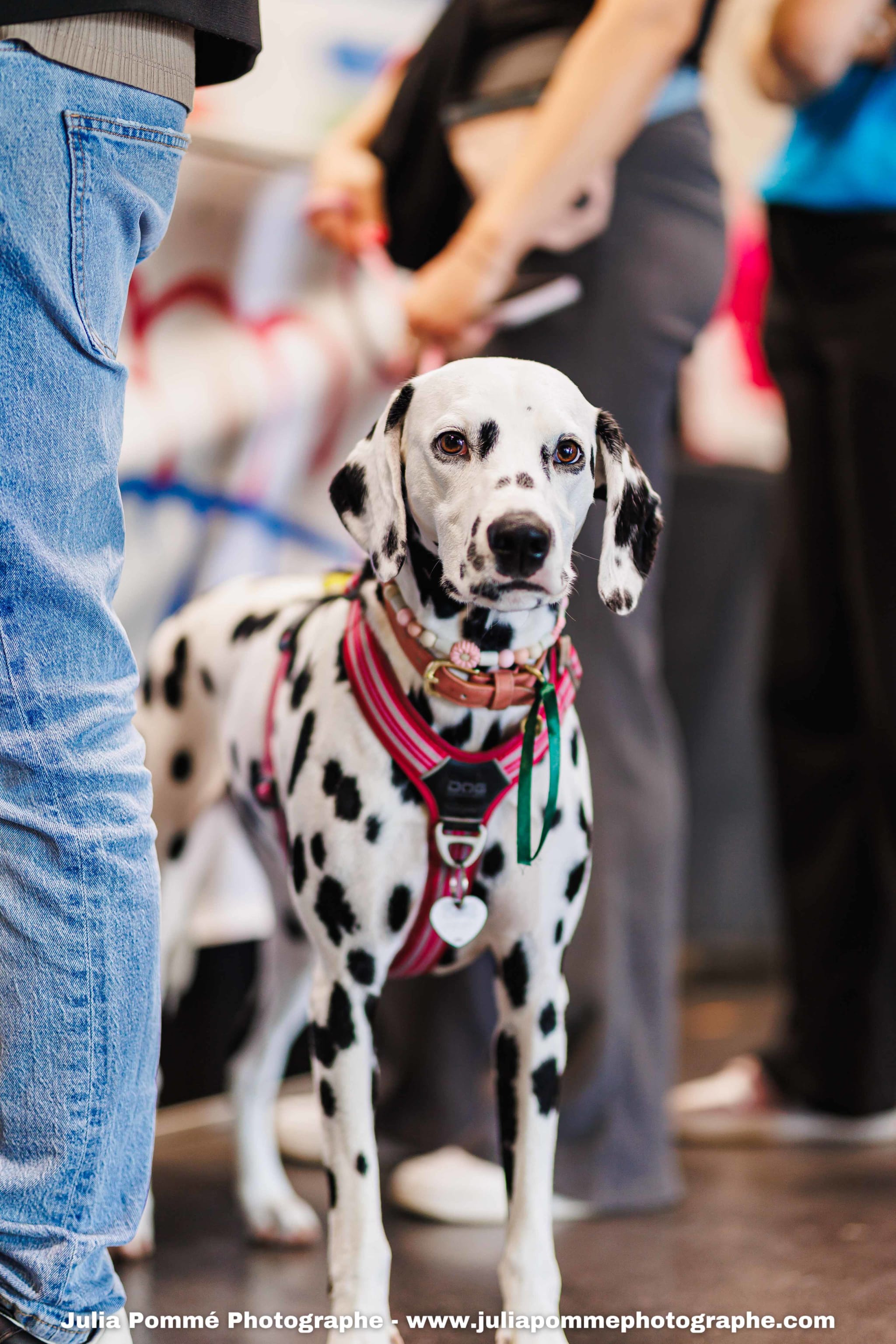 Photo du salon 2025 par Julia Pommé Photographe.