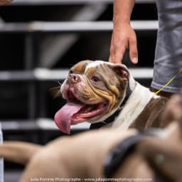 Photo du salon 2023 par Julia Pommé Photographe.