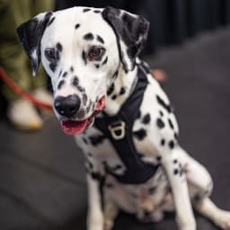 Photo du salon 2023 par Julia Pommé Photographe.