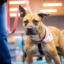 Photo du salon 2023 par Julia Pommé Photographe.