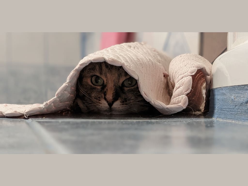 Abandonner votre animal
