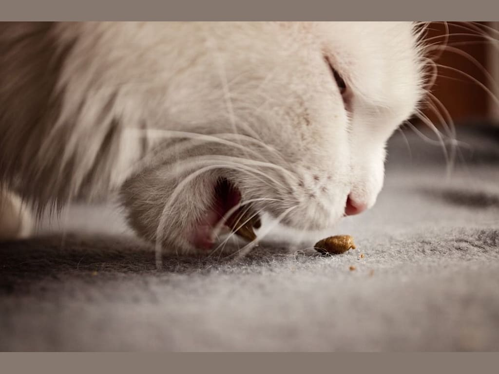 Comment choisir les bonnes croquettes pour nos amis à 4 pattes ?