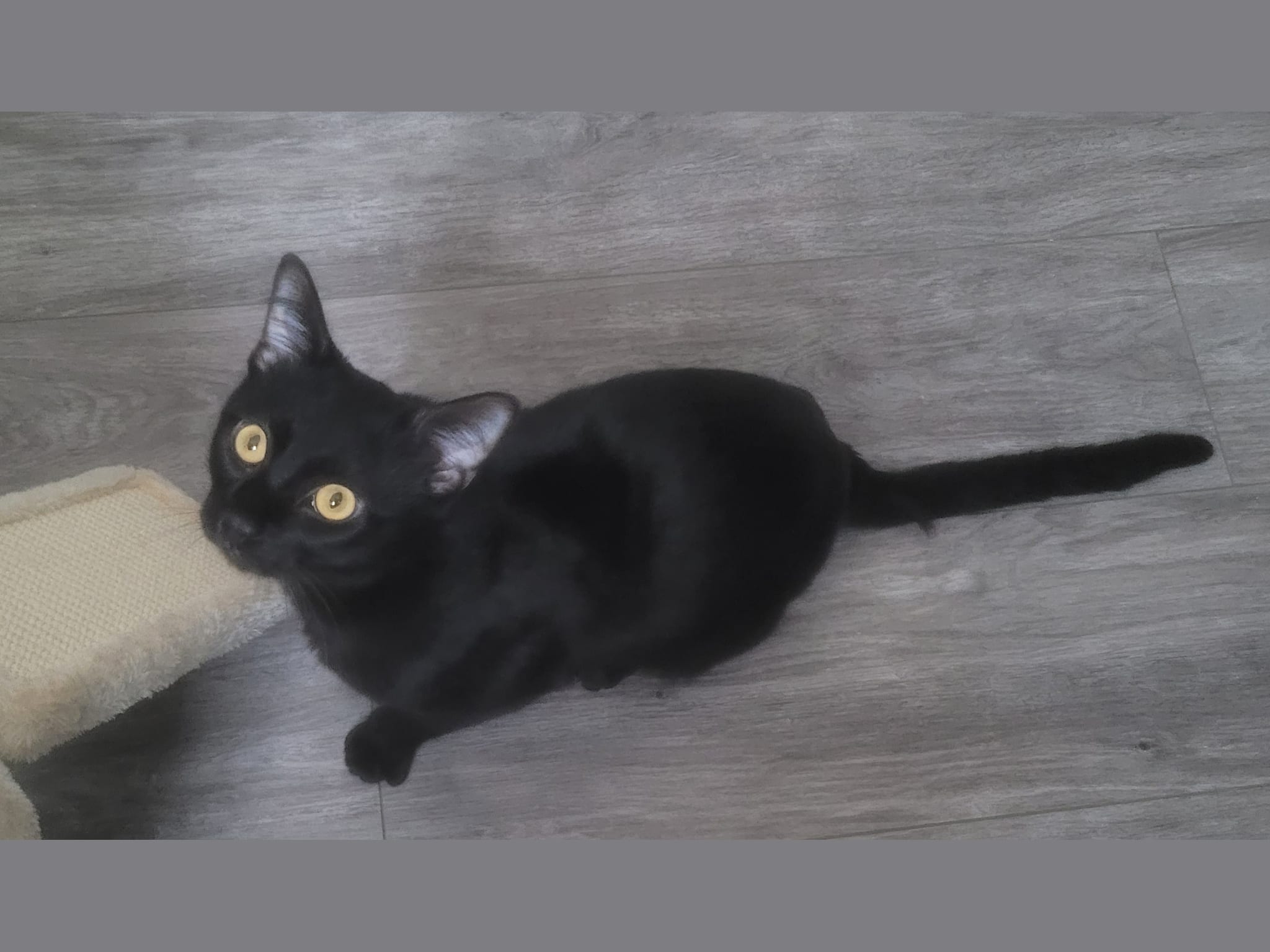 Photo 1 de Brownie