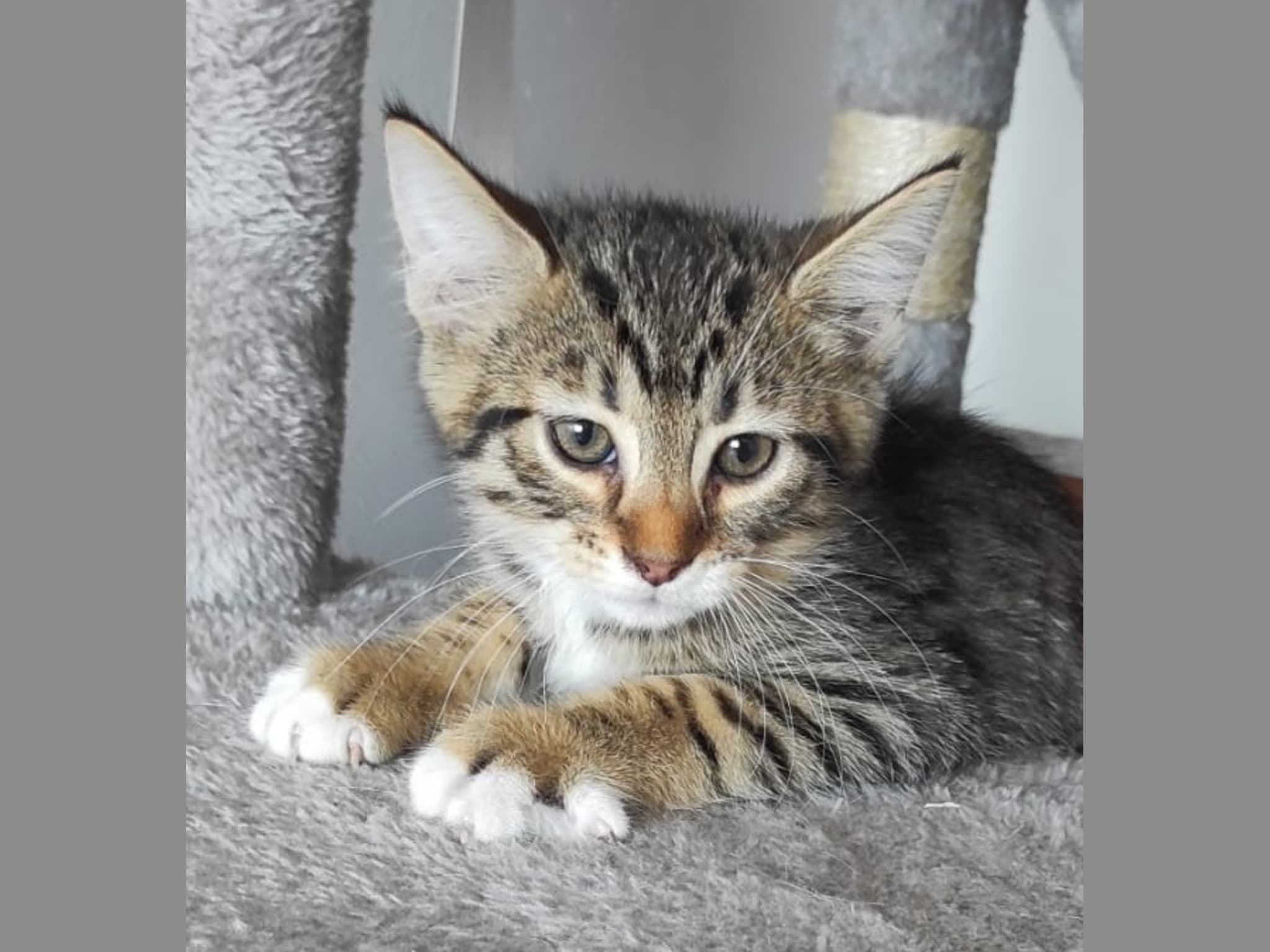 Photo 1 de Bengal