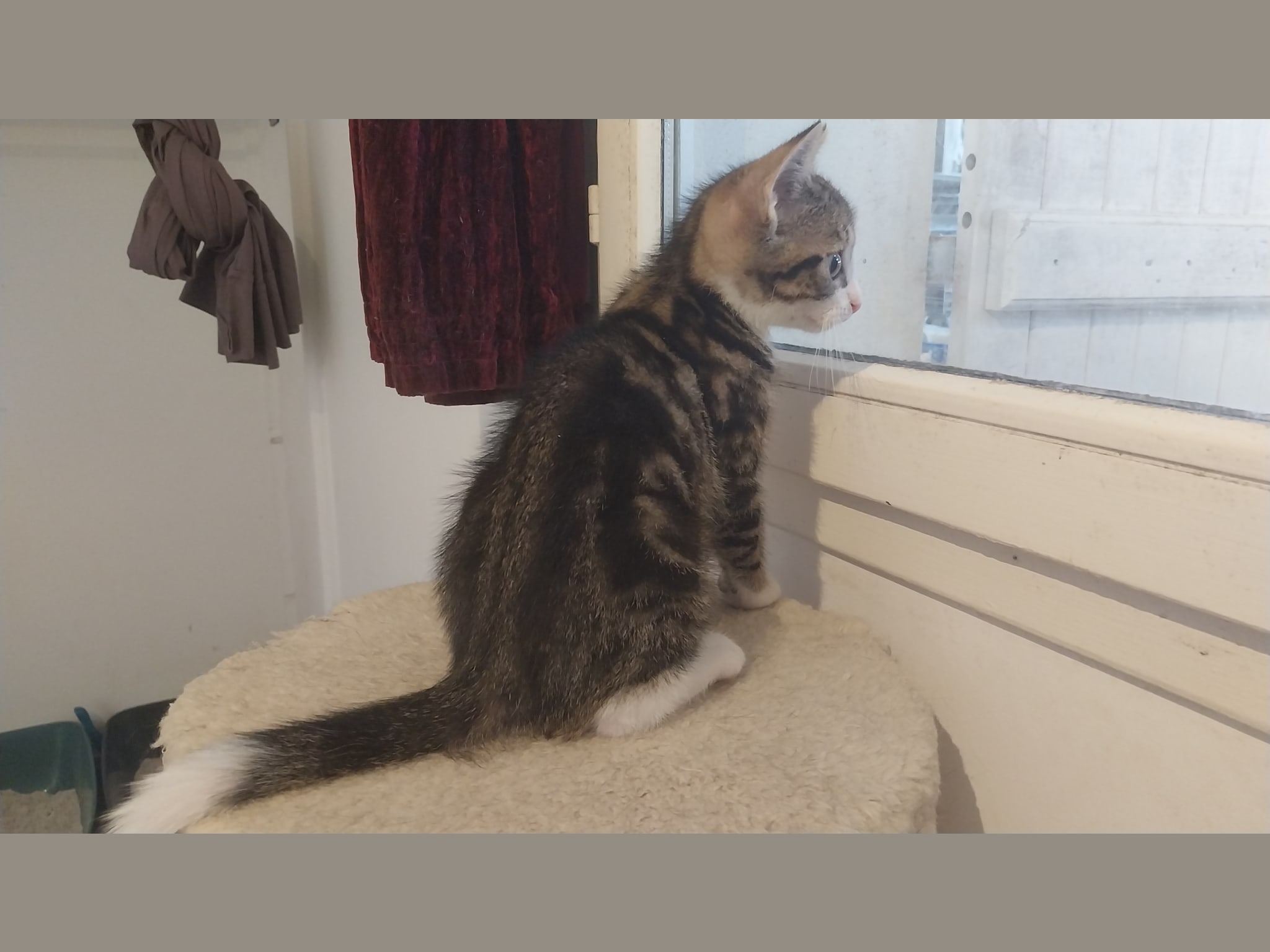 Photo 3 de Baloo