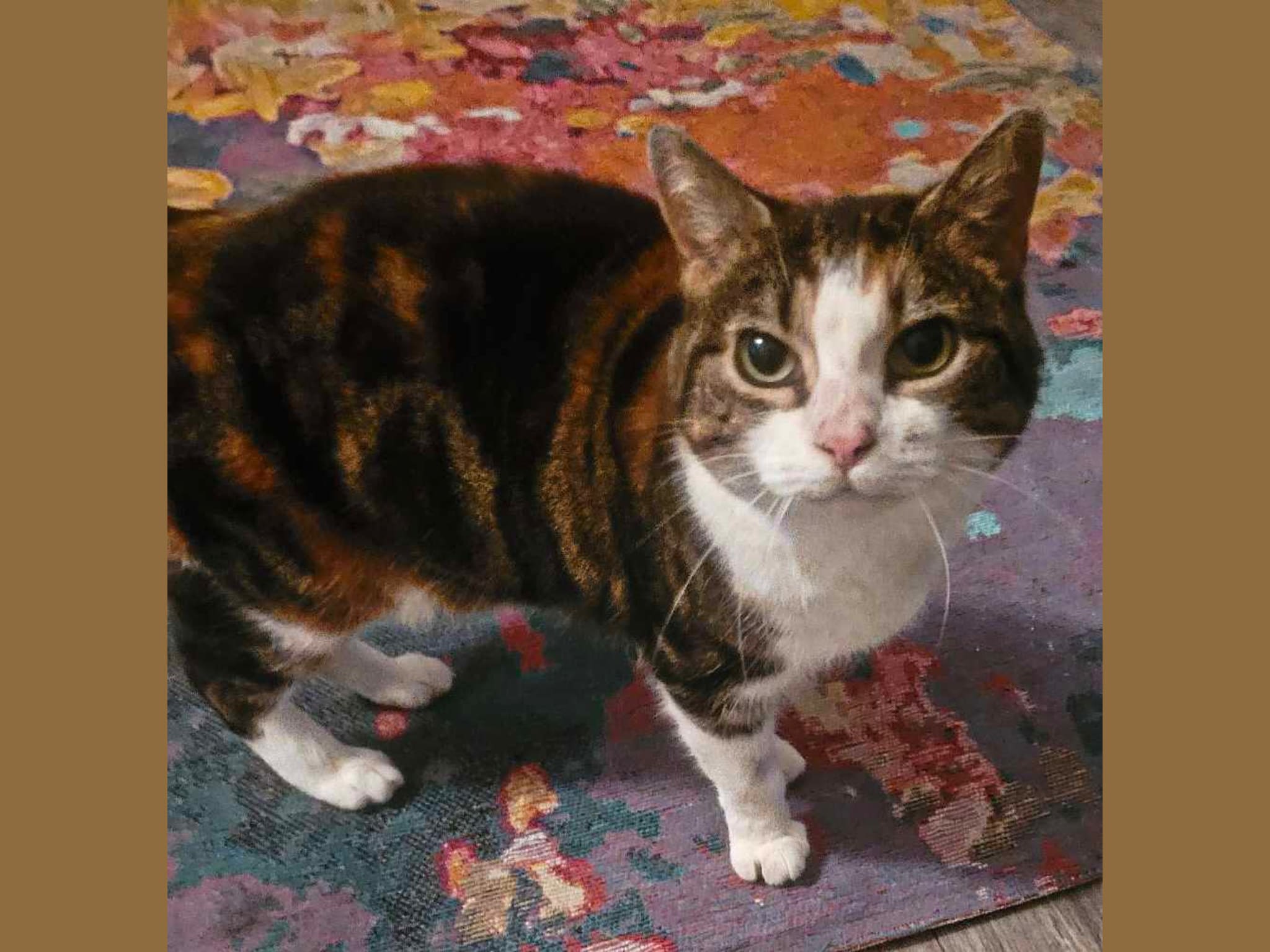 Photo 3 de Brocéliande