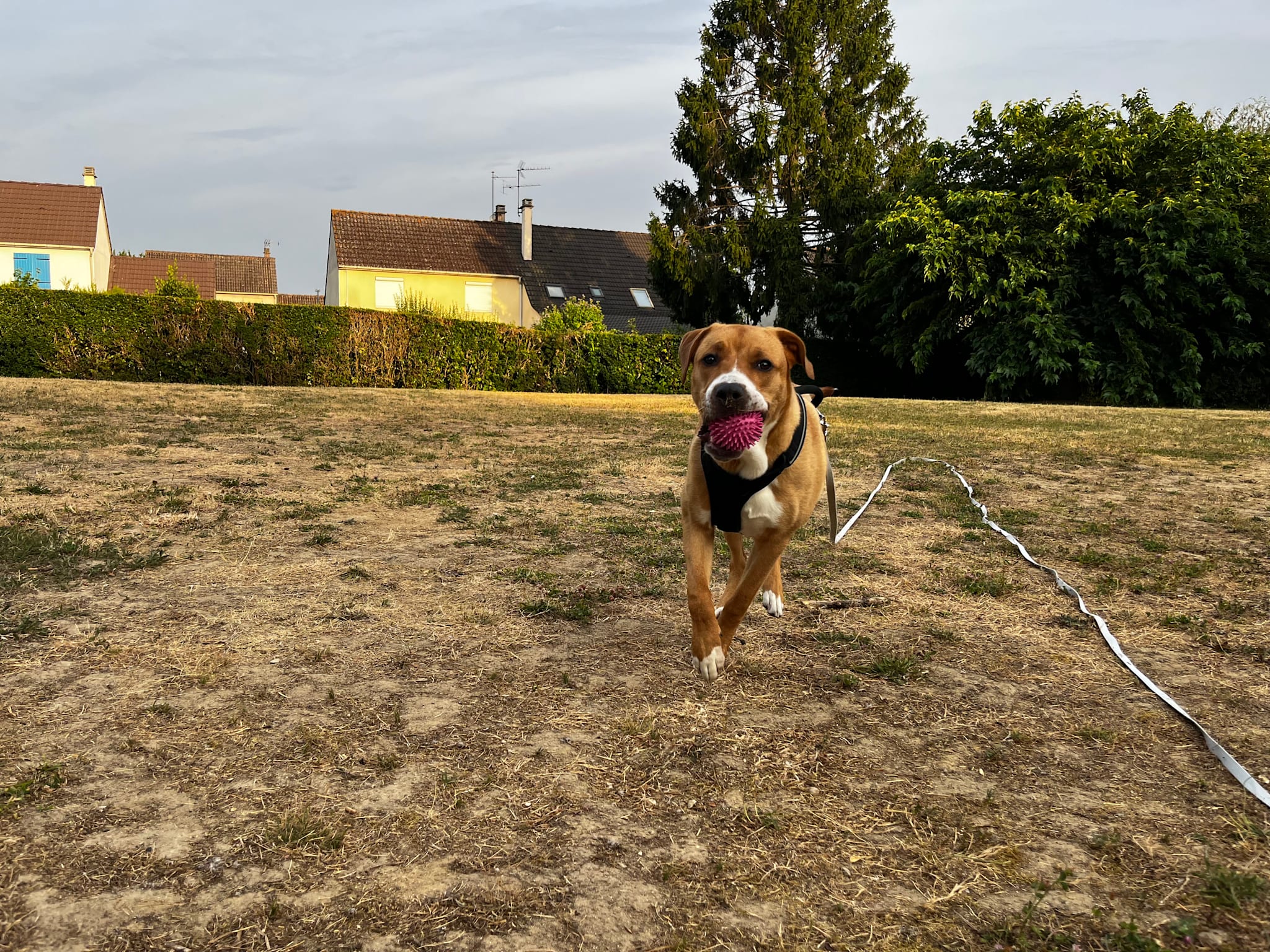 Photo 2 de Bluey