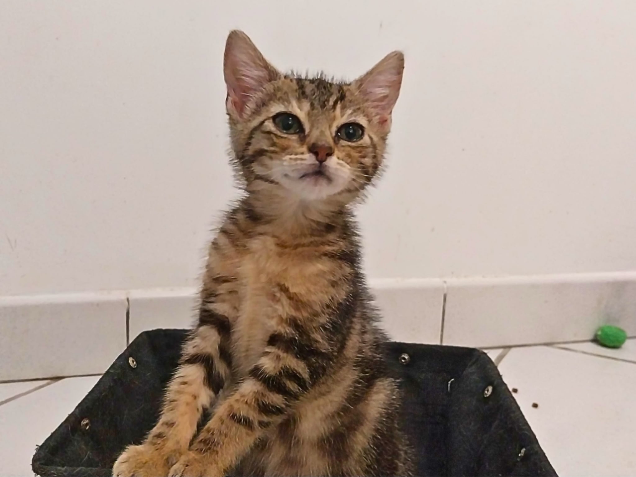 Photo 1 de Boo