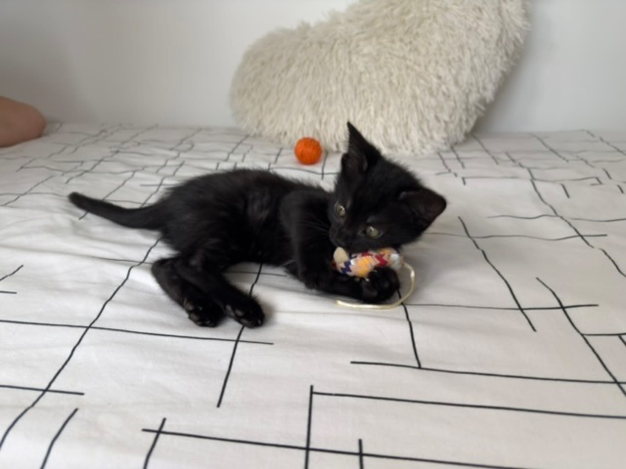 Photo 2 de BAGHEERA