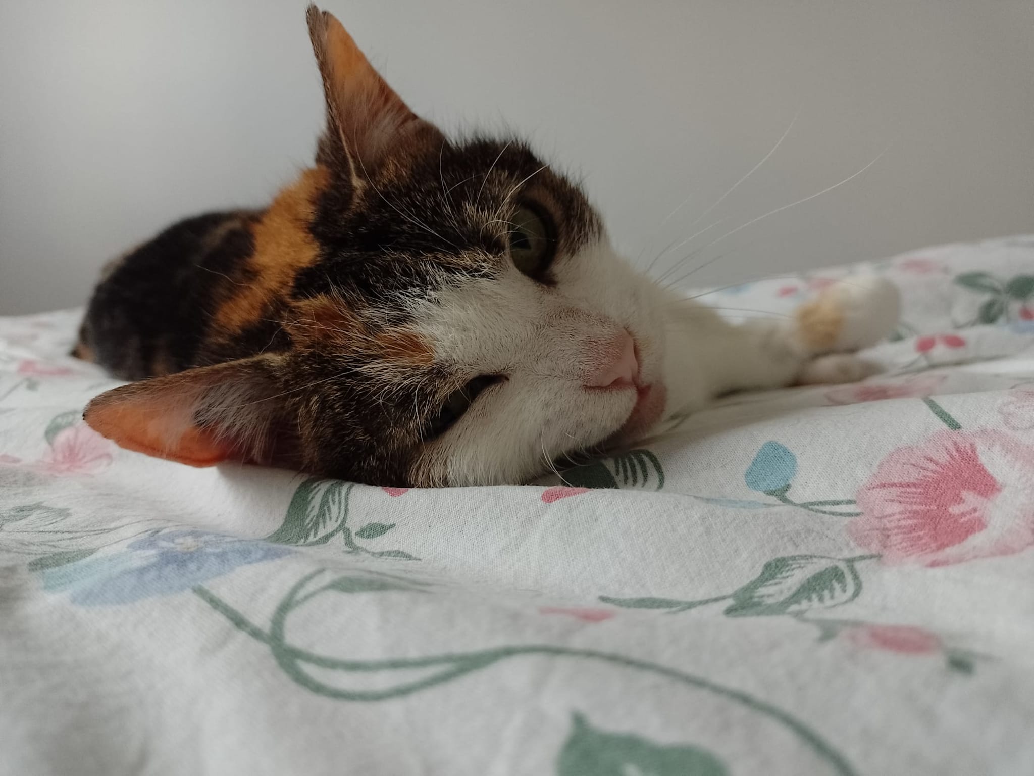 Photo 1 de Deva physalis