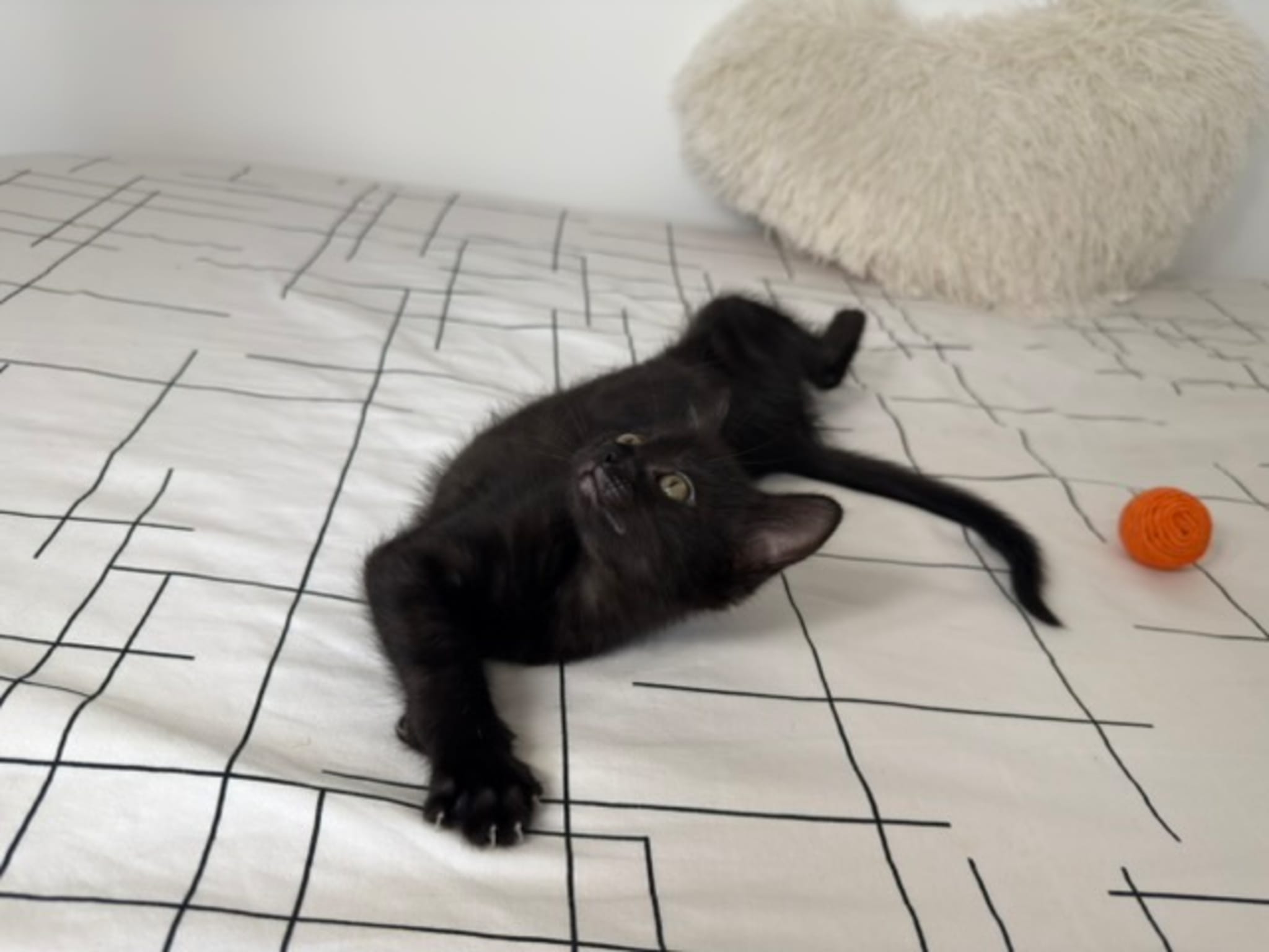 Photo 4 de BAGHEERA