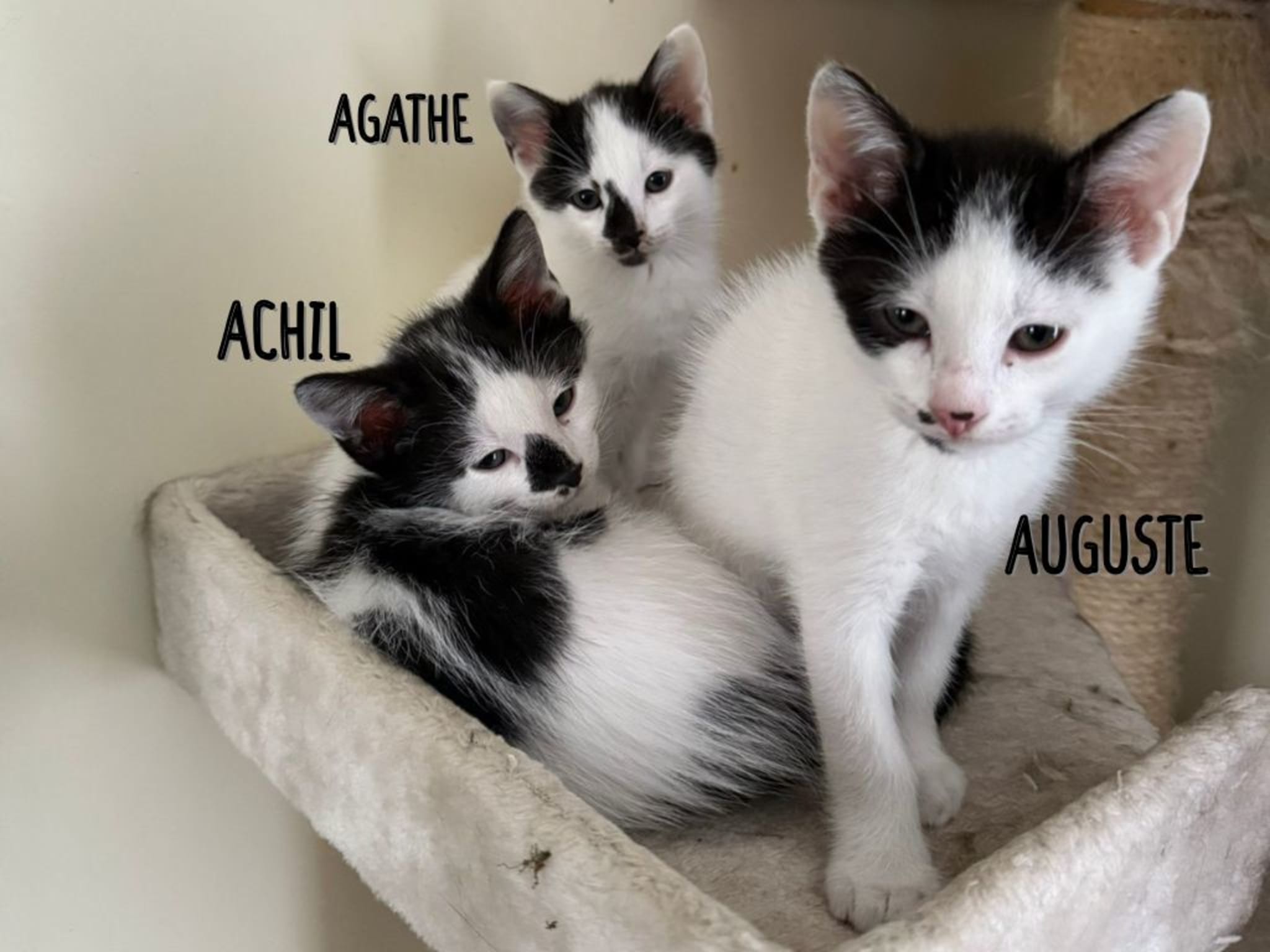 Photo 3 de Auguste