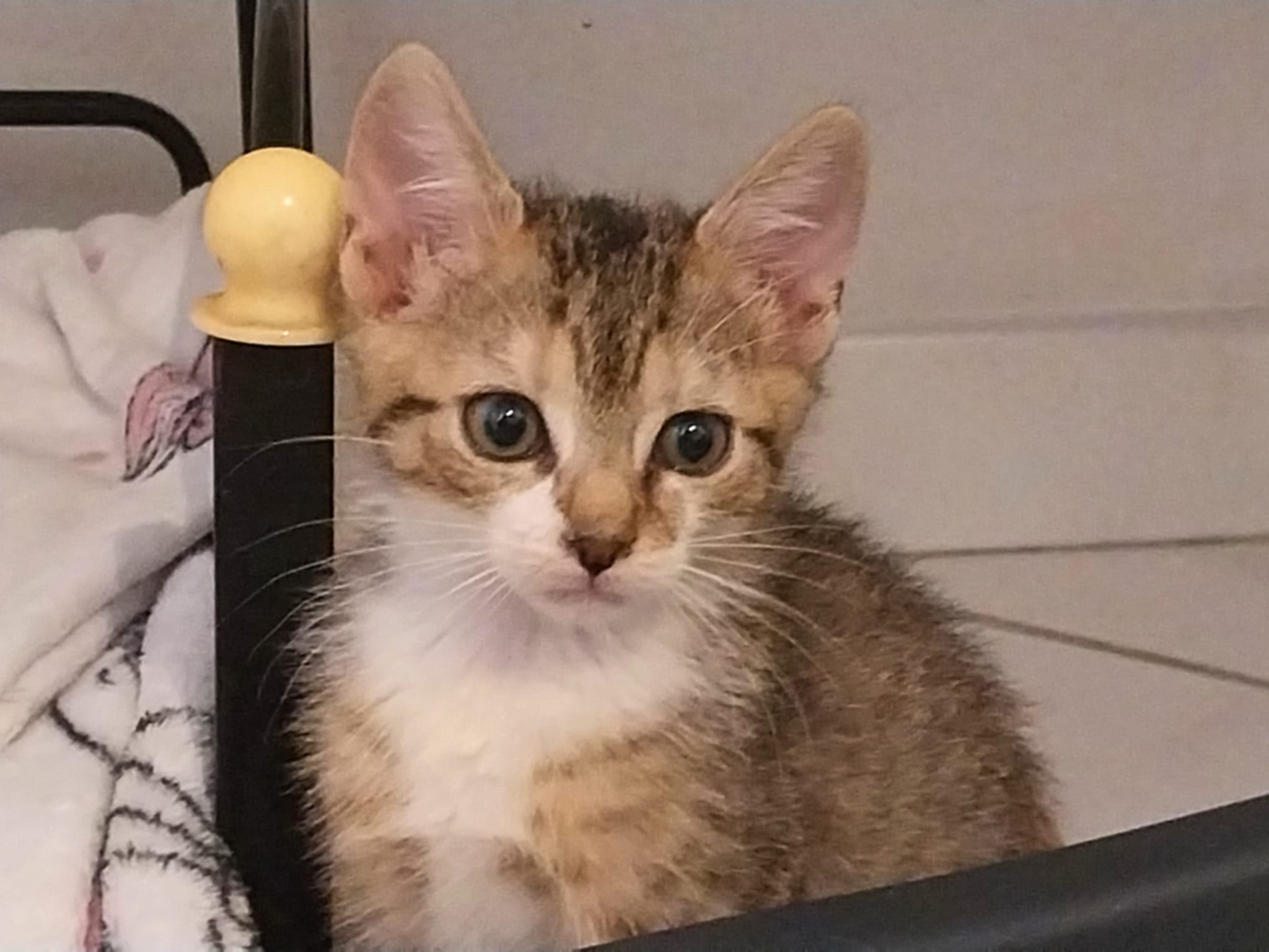 Photo 2 de Berlioz