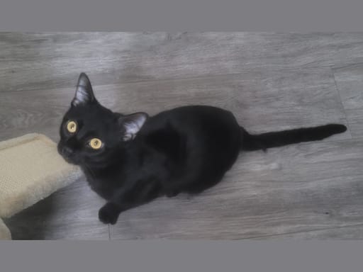 Photo 1 de Brownie