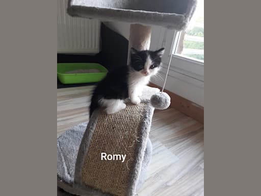 Romy