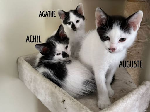 Photo 2 de Achil