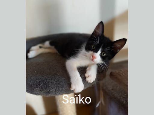 Saïko