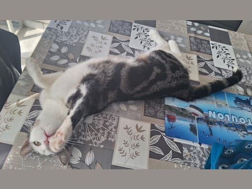 Photo 6 de Félicité