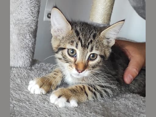 Photo 2 de Bengal