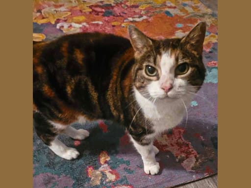 Photo 3 de Brocéliande