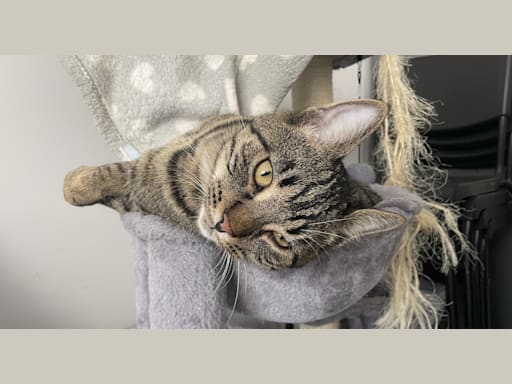 Photo 4 de Antonello