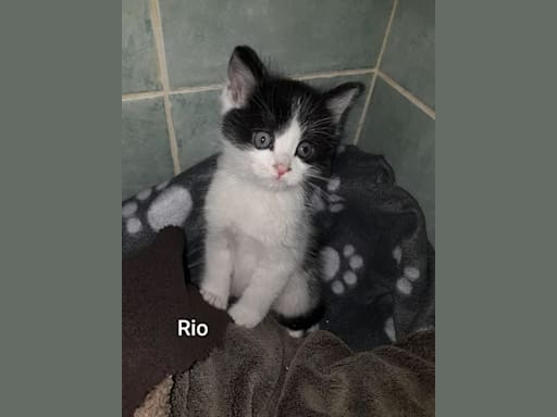 Rio