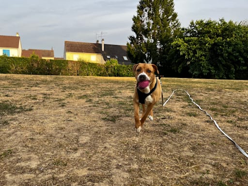Photo 2 de Bluey