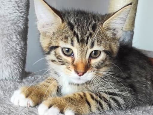 Bengal