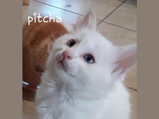 Pitcha