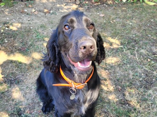 Photo 3 de Milo