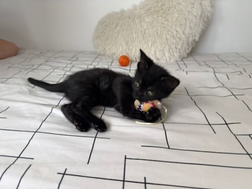 Photo 2 de BAGHEERA