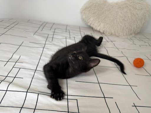 Photo 4 de BAGHEERA
