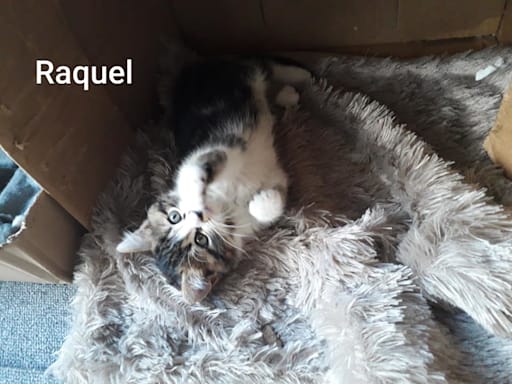 Raquel