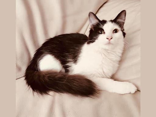 Roxanne