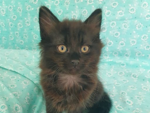 Tay say (Tay pompom)