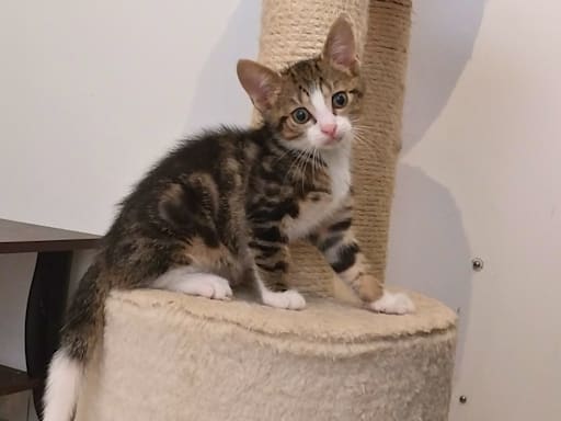 Photo 2 de Baloo
