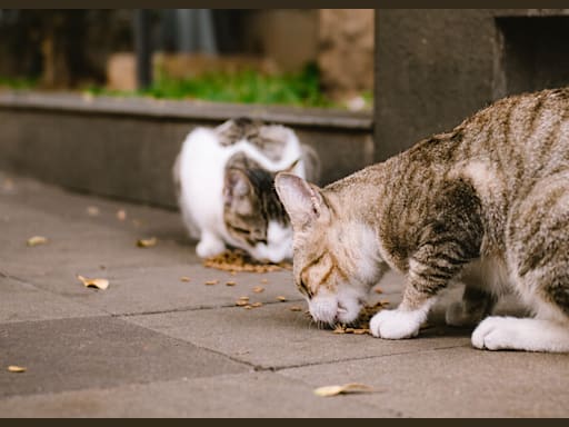 Signaler un animal errant