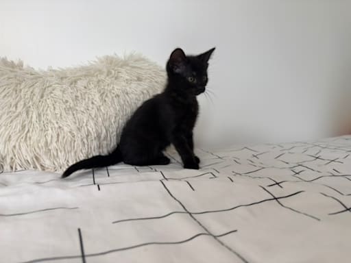 Photo 3 de BAGHEERA
