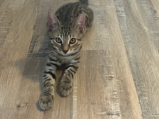 Alvin
