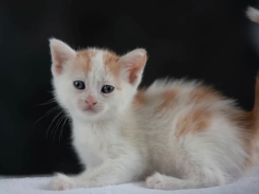 Straby (Marou Straby)