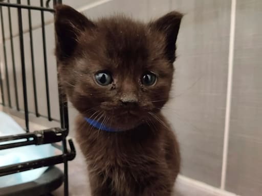 Sylver (bleu foncé)