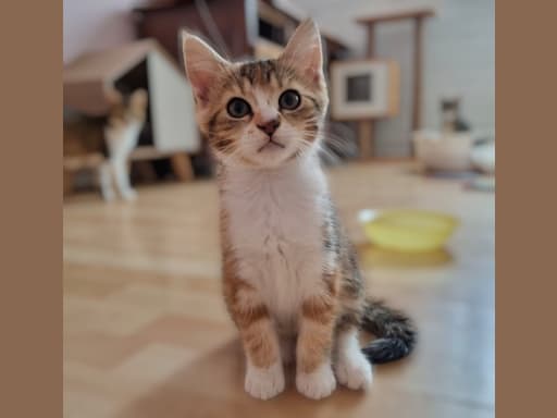 Avana