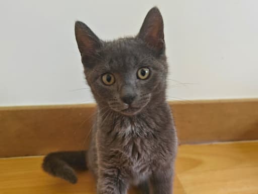 Albus