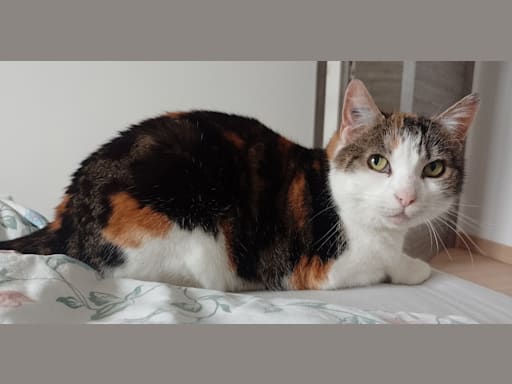 Photo 2 de Deva physalis