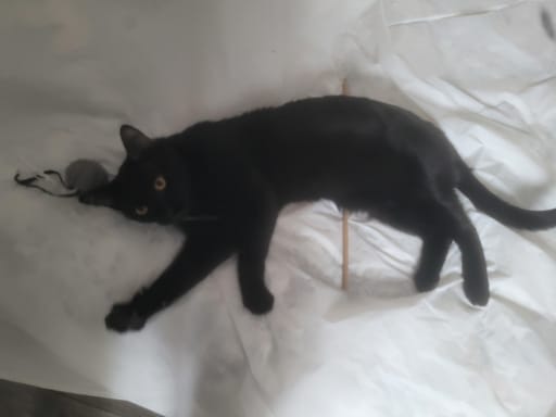 Photo 4 de Brownie