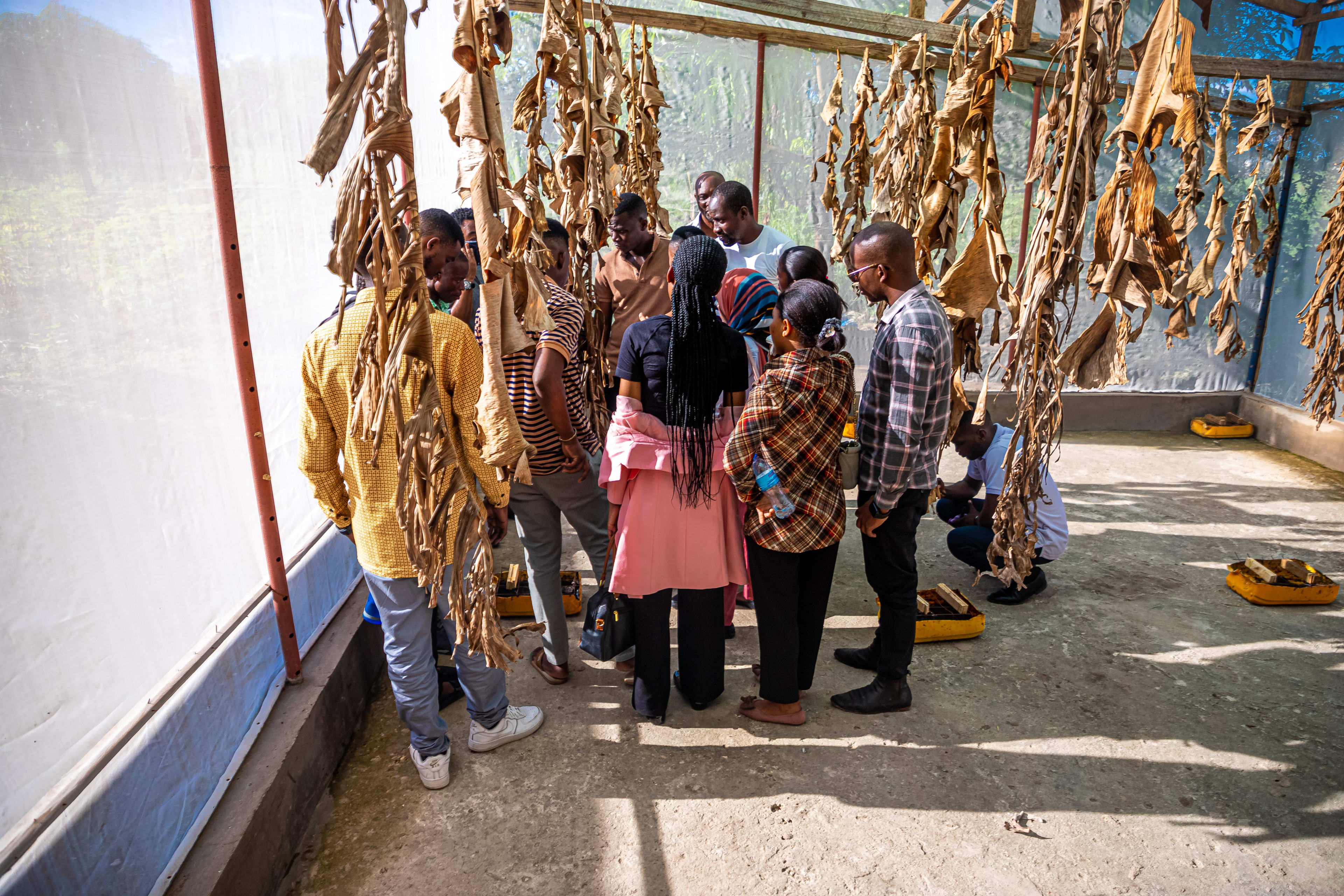 people standing look the black soldier fly larvae