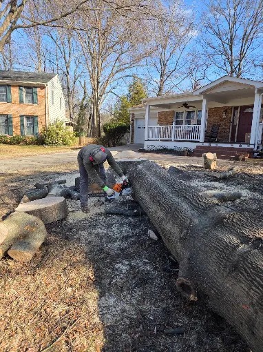 Crew performing professional tree service work